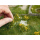 NOCH Foliage Wiese mit weissen Blumen