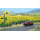 BUSCH H0 Sonnenblumenfeld