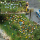 BUSCH H0 Dahlien, 120 Blumen